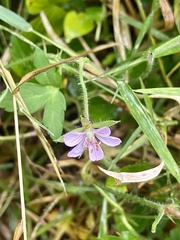 Geranium thunbergii