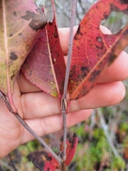 Viburnum cassinoides