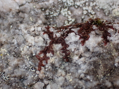 Frullania nisquallensis