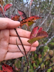 Viburnum cassinoides