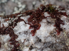 Frullania nisquallensis