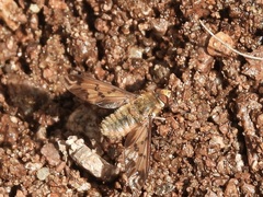 Poecilanthrax arethusa