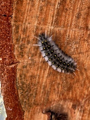 Lophocampa roseata