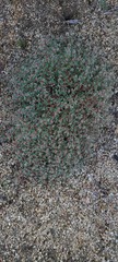 Euphorbia melanadenia