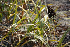 Carex macrocephala