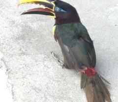 Pteroglossus castanotis