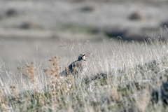 Alectoris chukar
