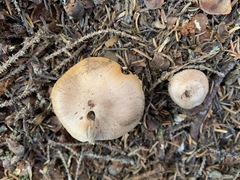 Cortinarius malachius