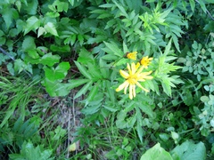 Ligularia calthifolia