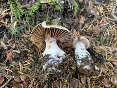 Cortinarius malachius