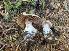 Cortinarius malachius