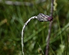 Chaptalia arechavaletae