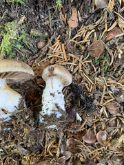 Cortinarius malachius