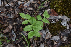 Prosartes trachycarpa