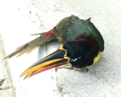 Pteroglossus castanotis