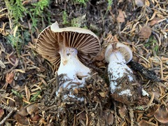 Cortinarius malachius