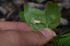 Prosartes trachycarpa