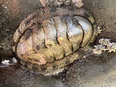 Sypharochiton pelliserpentis