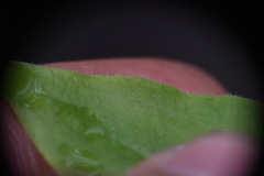 Prosartes trachycarpa