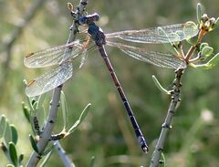 Archilestes californicus