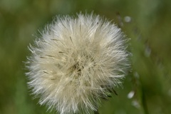 Chaptalia arechavaletae