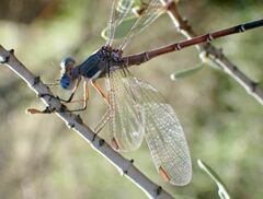 Archilestes californicus