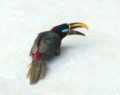 Pteroglossus castanotis