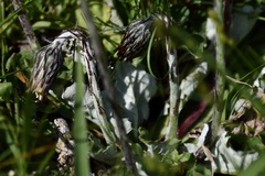 Chaptalia arechavaletae