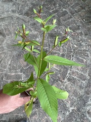Ludwigia erecta