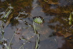 Ranunculus gmelinii