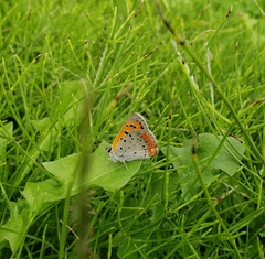 Lycaena phlaeas daimio
