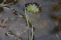 Ranunculus gmelinii