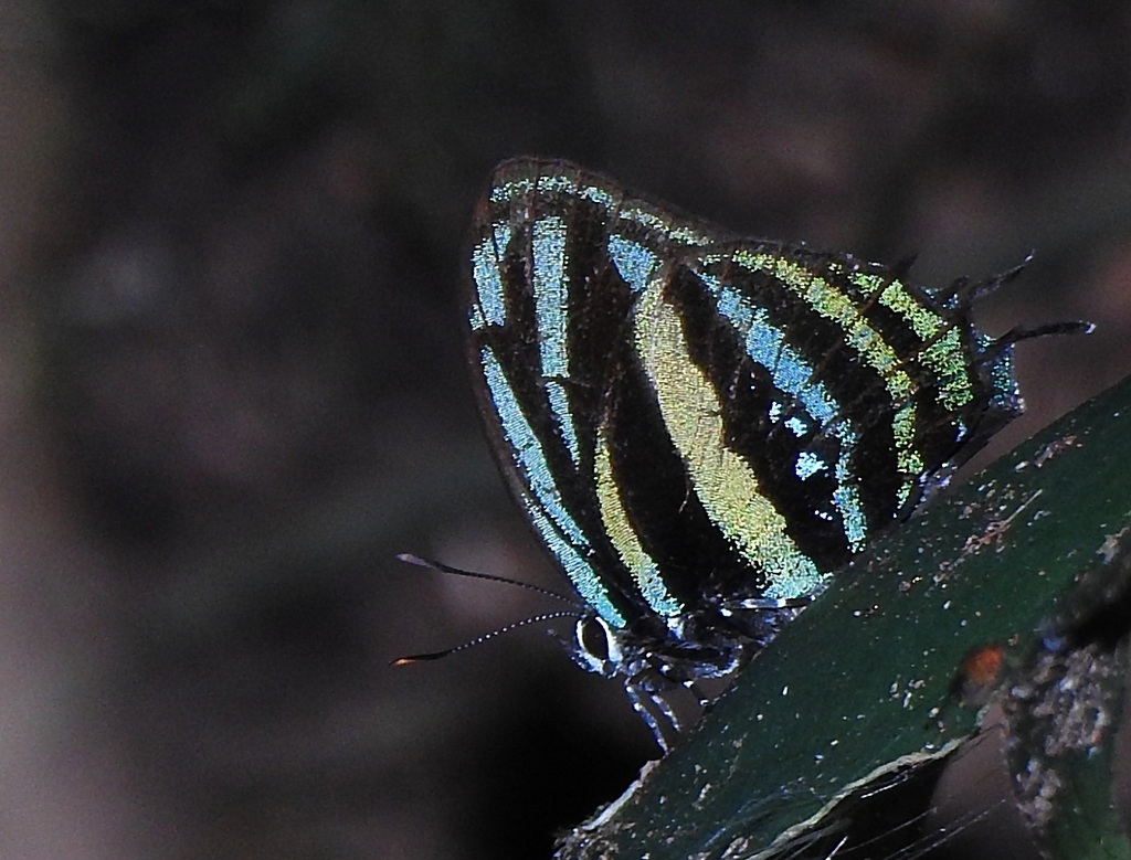Thestius pholeus