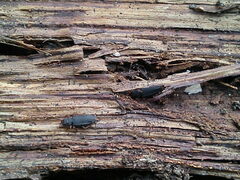 Uleiota planata