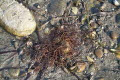 Sargassum muticum