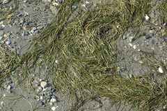 Zostera japonica