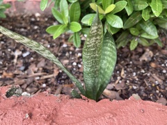 Sansevieria