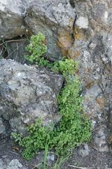 Adiantum chilense