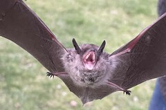 Myotis chiloensis