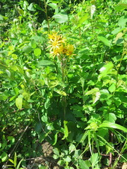 Ligularia calthifolia