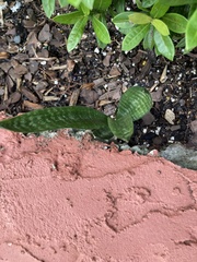 Sansevieria