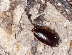 Ischnoptera