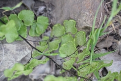 Adiantum chilense