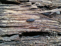Uleiota planata