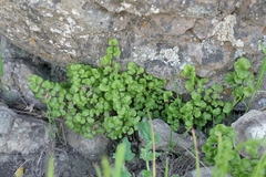 Adiantum chilense