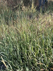 Paspalum distichum