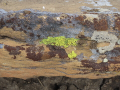 Candelariella rosulans