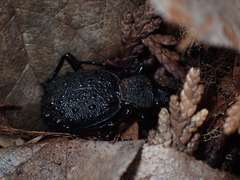 Cychrus tuberculatus