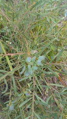 Acacia suaveolens