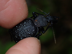 Cychrus tuberculatus